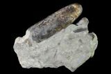 Fossil Belemnite (Paxillosus) Cluster - Mistelgau, Germany #139132-1